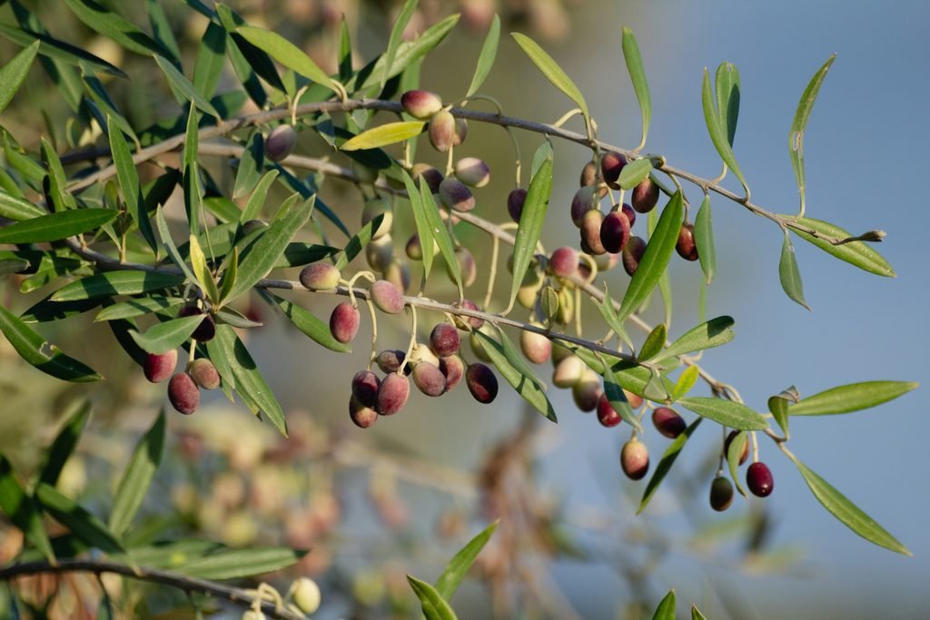 Olives ripening on the branches of an olive tree